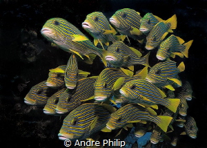 Like a Wall in the current - a school of sweetlips in Raj... by Andre Philip 